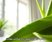 خواص گیاهان دارویی برای شادابی پوست