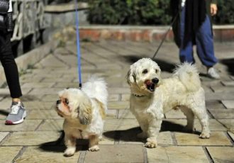 طرح «ساماندهی سگ‌گردانی» در اصفهان اجرا می‌شود