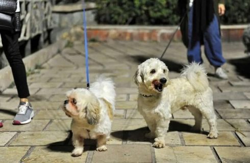 طرح «ساماندهی سگ‌گردانی» در اصفهان اجرا می‌شود