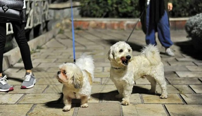 طرح «ساماندهی سگ‌گردانی» در اصفهان اجرا می‌شود