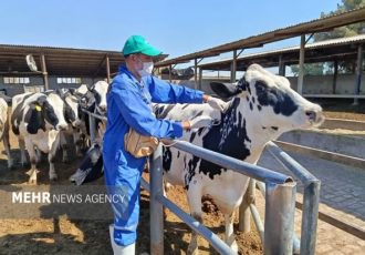 آغاز واکسیناسیون دام‌های سبک و سنگین شهرستان دنا علیه بیماری تب برفکی