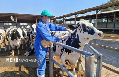 آغاز واکسیناسیون دام‌های سبک و سنگین شهرستان دنا علیه بیماری تب برفکی