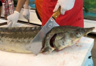 آقاپور کاظمی: خاویار مازندران روانه ازبکستان می‌شود