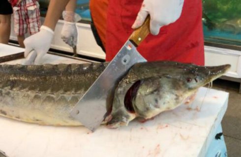 آقاپور کاظمی: خاویار مازندران روانه ازبکستان می‌شود