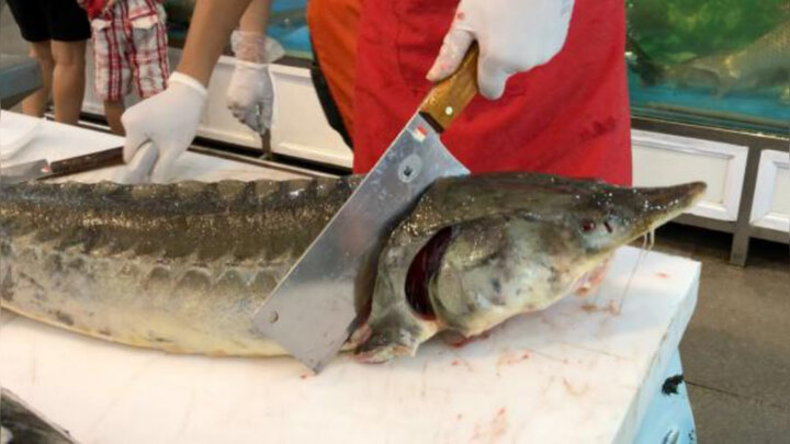 آقاپور کاظمی: خاویار مازندران روانه ازبکستان می‌شود