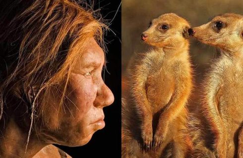 انسان‌ها رتبه چندم را در وفاداری بین پستانداران دارند!