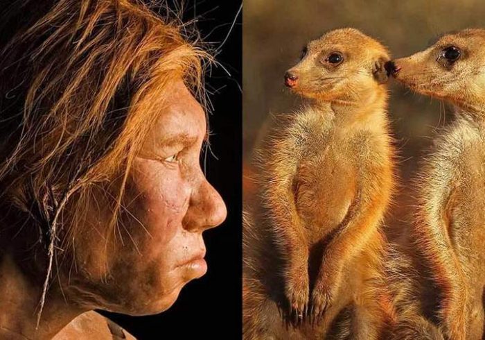 انسان‌ها رتبه چندم را در وفاداری بین پستانداران دارند!