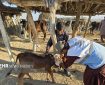 ایزانلو: بیش از ۱۵۰ هزار پایش بیماری‌های دامی در شیروان انجام شد