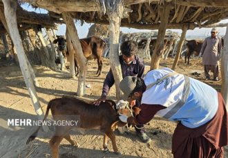 ایزانلو: بیش از ۱۵۰ هزار پایش بیماری‌های دامی در شیروان انجام شد