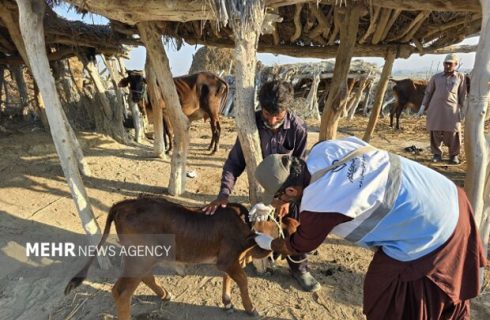 ایزانلو: بیش از ۱۵۰ هزار پایش بیماری‌های دامی در شیروان انجام شد