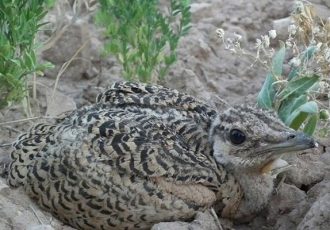 بازیار: سایت تکثیر و مرکز تحقیقات میش‌مرغ بوکان تکمیل می شود