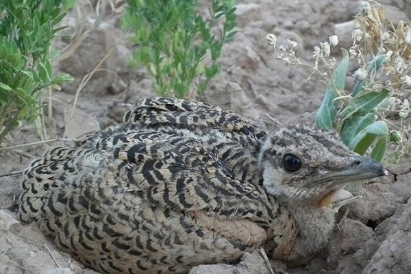 بازیار: سایت تکثیر و مرکز تحقیقات میش‌مرغ بوکان تکمیل می شود