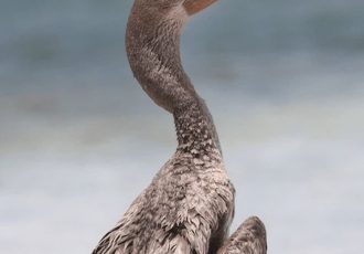 «باکلان» پس از درمان به دره انجیر بازگشت