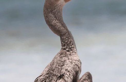 «باکلان» پس از درمان به دره انجیر بازگشت