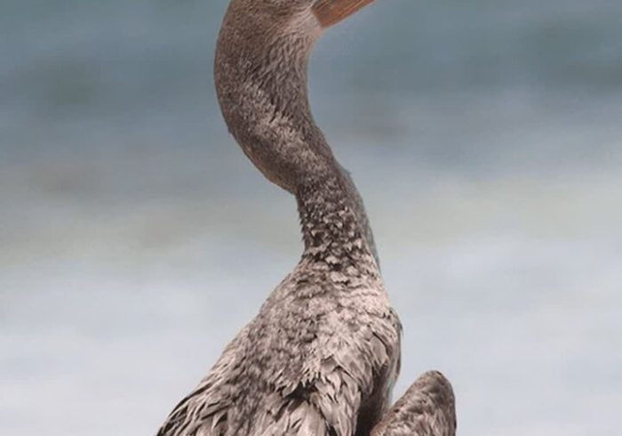 «باکلان» پس از درمان به دره انجیر بازگشت