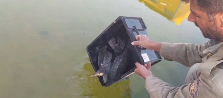 «باکلان» پس از درمان به دره انجیر بازگشت