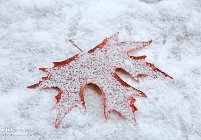 برف نیم متری این استان را غافلگیر کرد + عکس