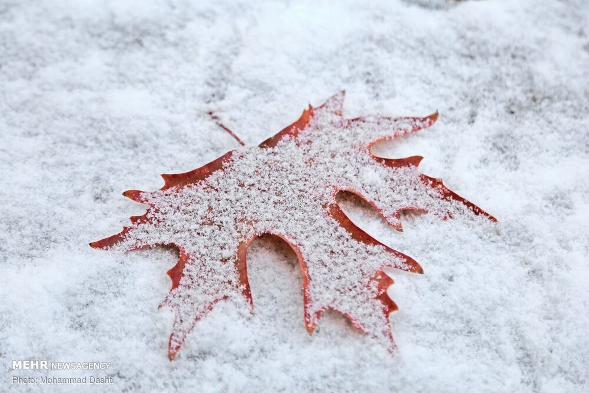 برف نیم متری این استان را غافلگیر کرد + عکس