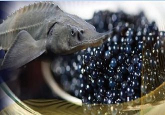 بیش از ۹۰ درصد خاویار تولیدی کشور صادر می‌شود