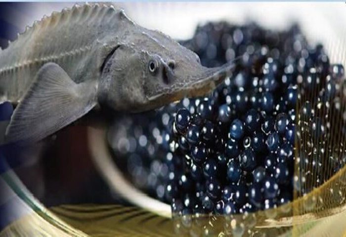 بیش از ۹۰ درصد خاویار تولیدی کشور صادر می‌شود