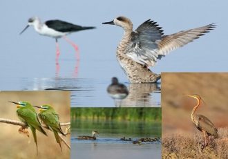 تالاب بین المللی «حسنلو»؛ تلاقی طبیعت و رازهای هزارساله