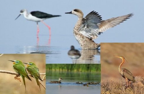 تالاب بین المللی «حسنلو»؛ تلاقی طبیعت و رازهای هزارساله