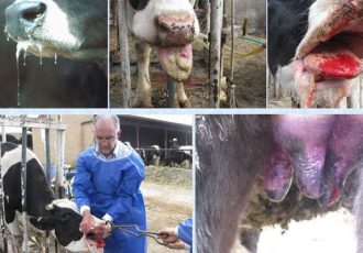 تب برفکی به دامداران اصفهان خسارت زد؛لزوم مرزبندی بهداشتی برای دامداری تب برفکی به دامداران اصفهان خسارت زد؛لزوم مرزبندی بهداشتی برای دامداری