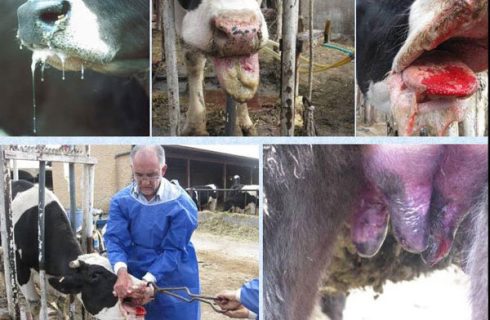 تب برفکی به دامداران اصفهان خسارت زد؛لزوم مرزبندی بهداشتی برای دامداری تب برفکی به دامداران اصفهان خسارت زد؛لزوم مرزبندی بهداشتی برای دامداری