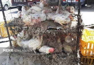 تشدید برخورد با کشتار غیرمجاز مرغ در سیستان و بلوچستان