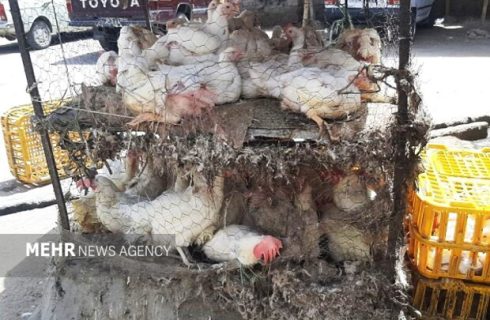 تشدید برخورد با کشتار غیرمجاز مرغ در سیستان و بلوچستان
