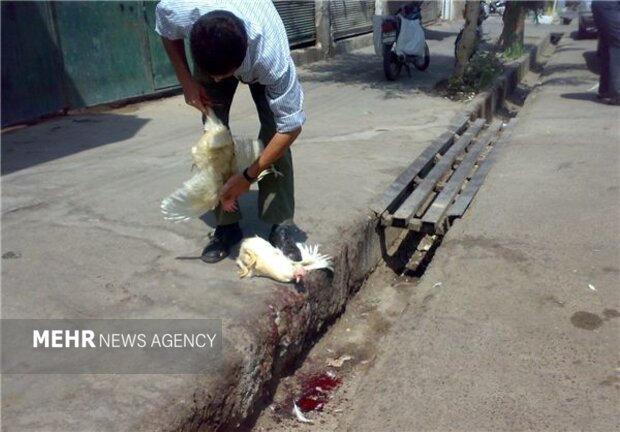 تشدید برخورد با کشتارِ غیرمجاز مرغ در سیستان و بلوچستان؛
