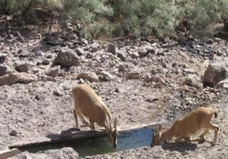 تصاویر زیبا از کل و بز وحشی در البرز مرکزی شمالی