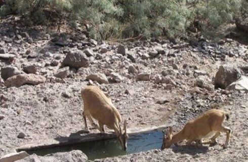 تصاویر زیبا از کل و بز وحشی در البرز مرکزی شمالی