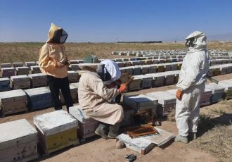 تولید بیش از ۳۱ هزار کیلوگرم عسل در شهرستان کاشمر