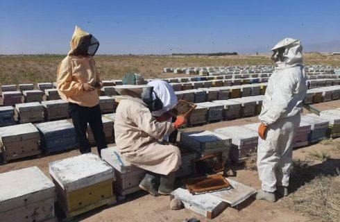 تولید بیش از ۳۱ هزار کیلوگرم عسل در شهرستان کاشمر