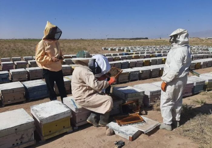 تولید بیش از ۳۱ هزار کیلوگرم عسل در شهرستان کاشمر