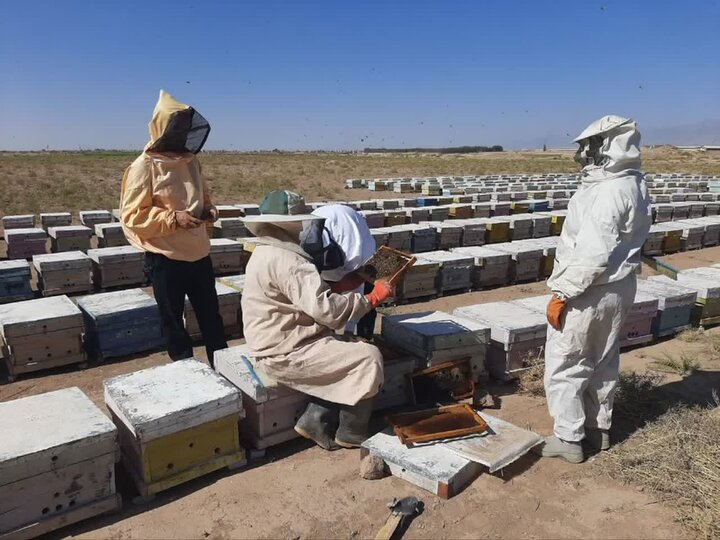 تولید بیش از ۳۱ هزار کیلوگرم عسل در شهرستان کاشمر
