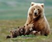 ثبت تصاویر خرس قهوه‌ای ماده و دو توله‌اش در منطقه حفاظت‌شده دنا