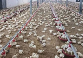 جوجه‌ریزی در واحدهای مرغ گوشتی لرستان ۱۵ درصد افزایش یافت