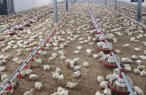 جوجه‌ریزی در واحدهای مرغ گوشتی لرستان ۱۵ درصد افزایش یافت