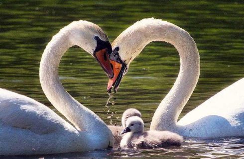 حفظ هویت فردی و تعادل بین «من» و «ما» در ازدواج