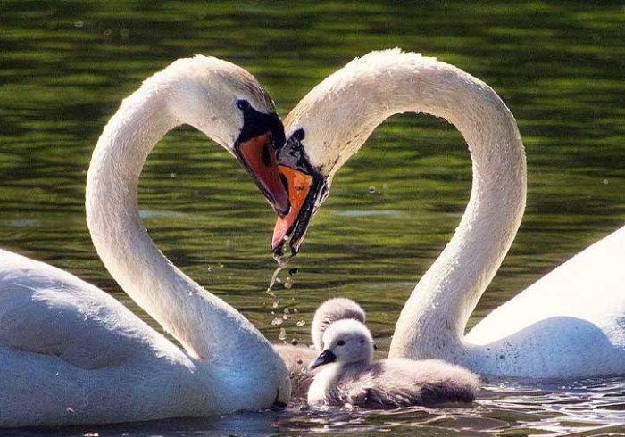 حفظ هویت فردی و تعادل بین «من» و «ما» در ازدواج