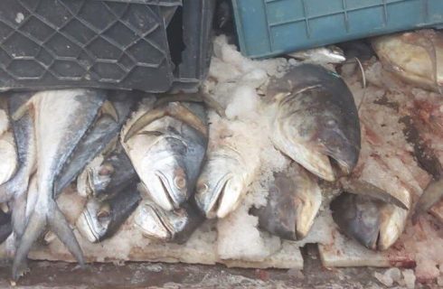 حمزه‌لوییان: یک هزار و ۱۰۰کیلوگرم گوشت ماهی غیر بهداشتی در اراک کشف شد