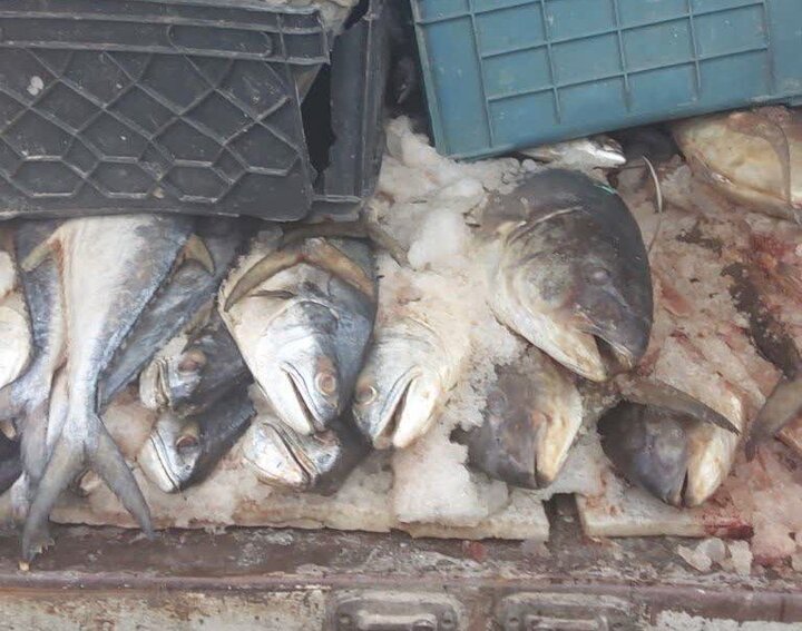 حمزه‌لوییان: یک هزار و ۱۰۰کیلوگرم گوشت ماهی غیر بهداشتی در اراک کشف شد