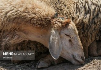 خانزاده:۱۴۳ رأس گوسفند فاقد مجوز حمل در شهرستان کاشمر توقیف شد خانزاده:۱۴۳ رأس گوسفند فاقد مجوز حمل در شهرستان کاشمر توقیف شد