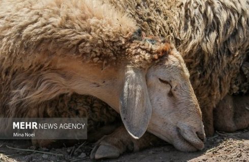 خانزاده:۱۴۳ رأس گوسفند فاقد مجوز حمل در شهرستان کاشمر توقیف شد خانزاده:۱۴۳ رأس گوسفند فاقد مجوز حمل در شهرستان کاشمر توقیف شد