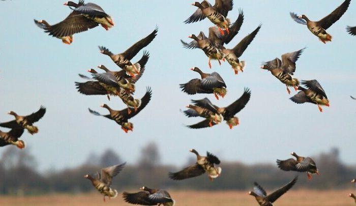 خطر شیوع آنفلوآنزای فوق‌حاد پرندگان در هرمزگان