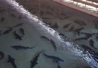 خوزستان به دنبال توسعه صنایع نوین و تنوع گونه‌ای  در تولید آبزیان است