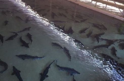 خوزستان به دنبال توسعه صنایع نوین و تنوع گونه‌ای  در تولید آبزیان است