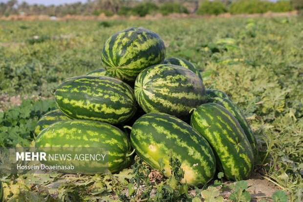 دالان های یخی تا کرسی‌های داغ؛ چله‌نشینی در همدان